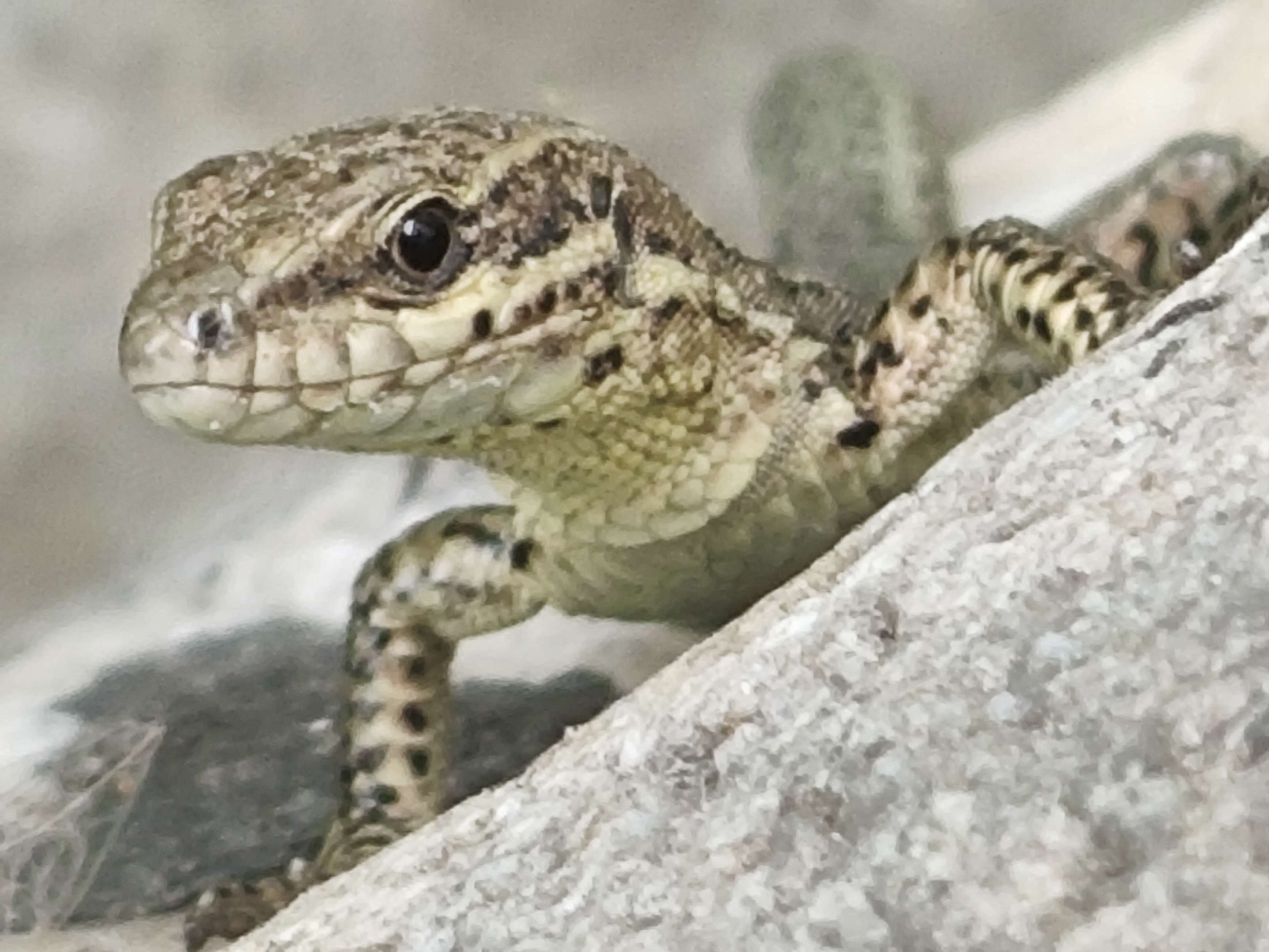 Le lézard des jardins